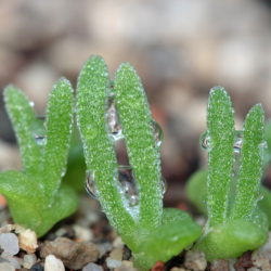 Monilaria Moniliformis / Monilaria obconica