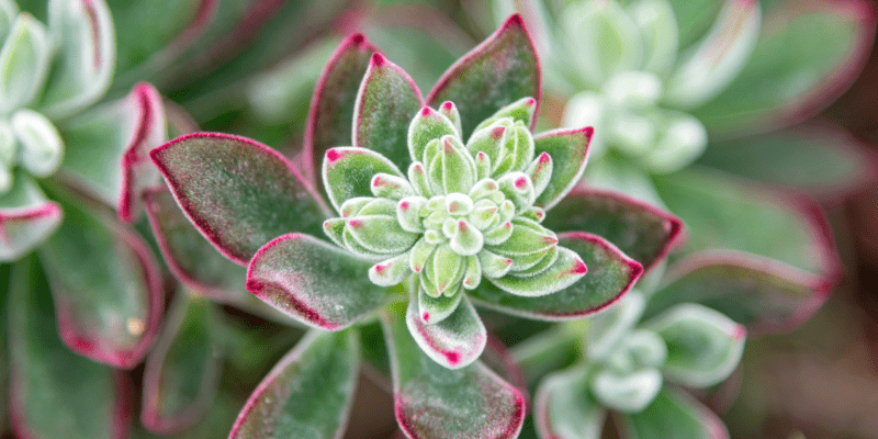 How Succulents Store Water
