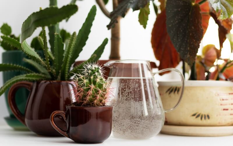 How to water succulents