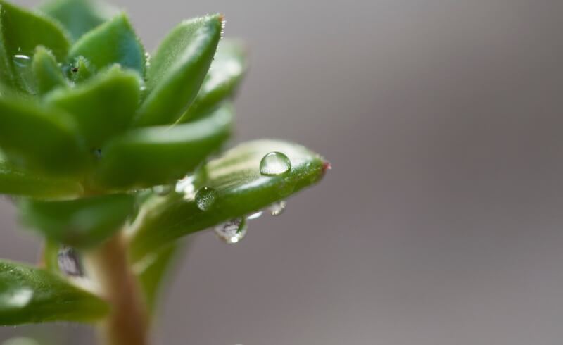 Misting succulents