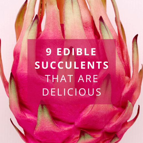 9 Edible Succulents That Are Delicious