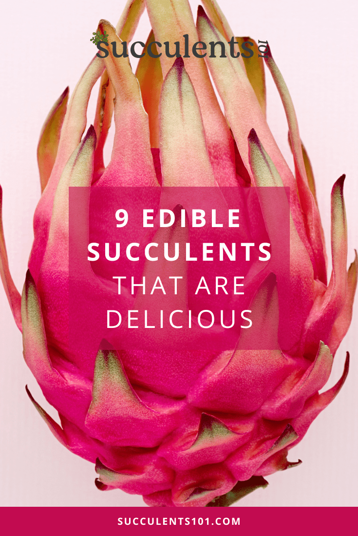 9 Edible Succulents That Are Delicious Succulents 101