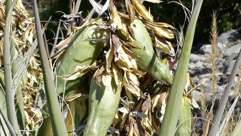 banana yucca is edible