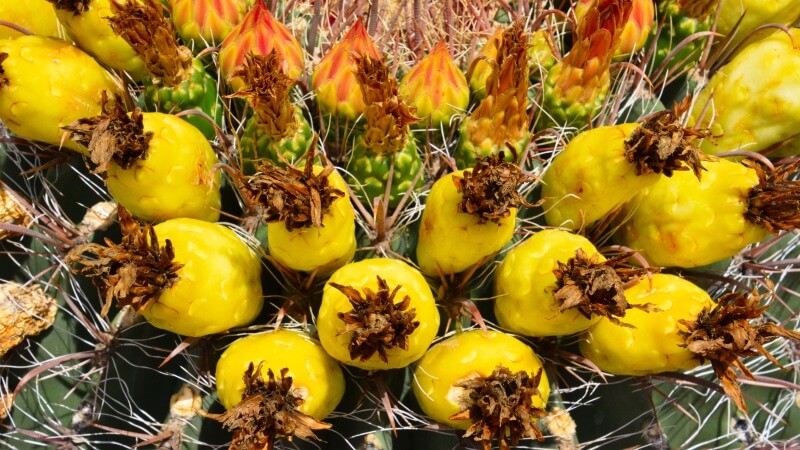 barrel cactus fruit look like tiny pineapples