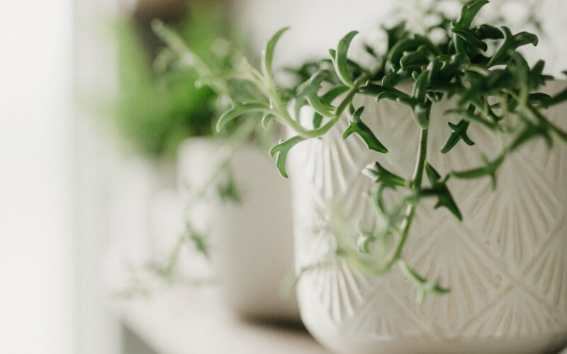 Senecio Peregrinus succulent in white pot