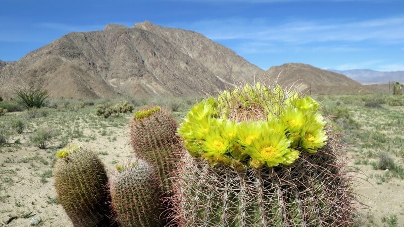 barrel cactus fruit