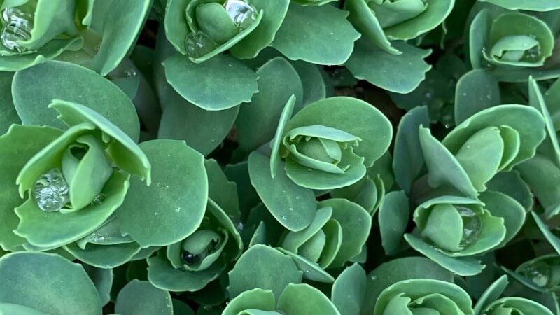 9 Edible Succulents That Are Delicious – Succulents 101