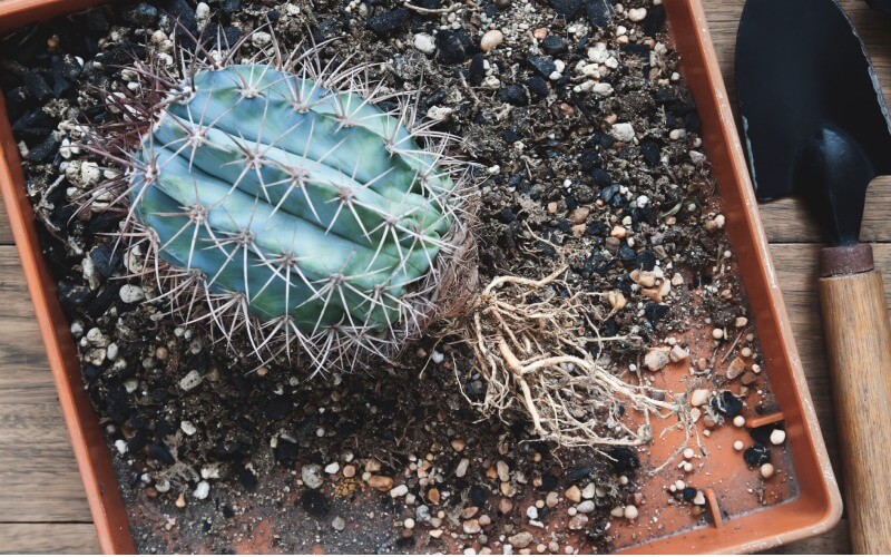 Cactus roots