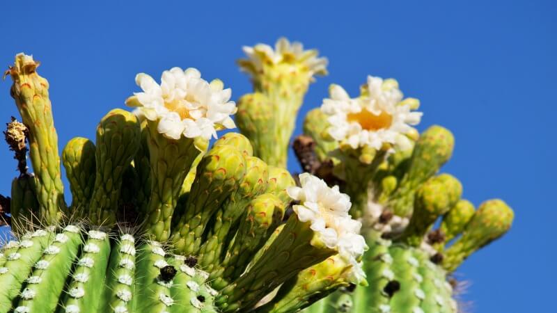 Saguaro night blooming white flowers