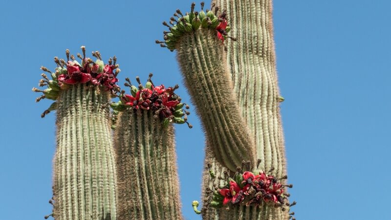 saguaro fruit