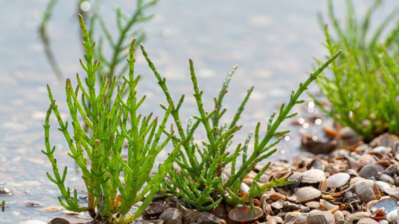 salicornia sea beans