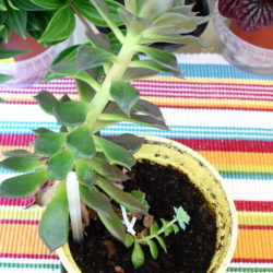 How to fix stretched succulents