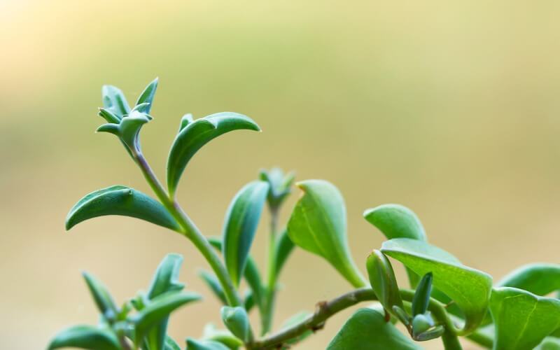 Dolphin succulent close up