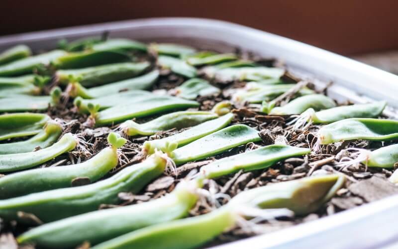 propagating succulents in tray