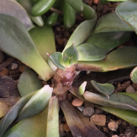 Succulent Root Rot
