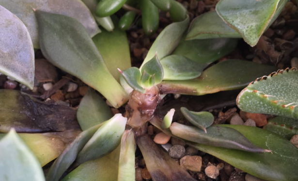 Succulent Root Rot