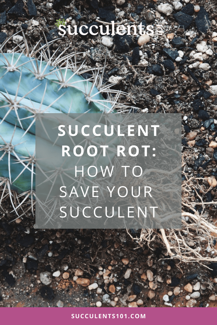 Succulent Root Rot Succulents 101