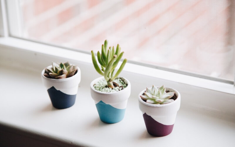 How to prevent a stretched succulent