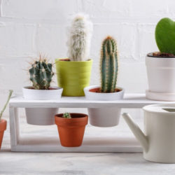 How to water succulents