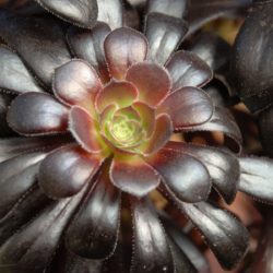 Aeonium Arboreum Zwartkop Care Guide