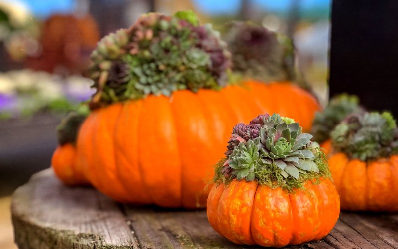 Orange pumpkin succulent arrangement with moss