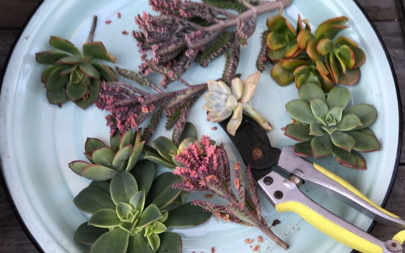 Succulent cuttings for tabletop arrangements