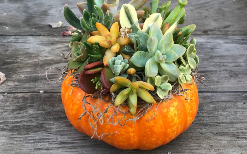 orange pumpkin succulent arrangement with moss
