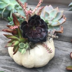 Succulent Pumpkin Table Arrangement