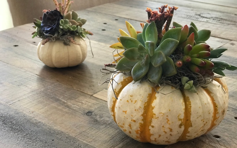 Succulent pumpkin table arrangement
