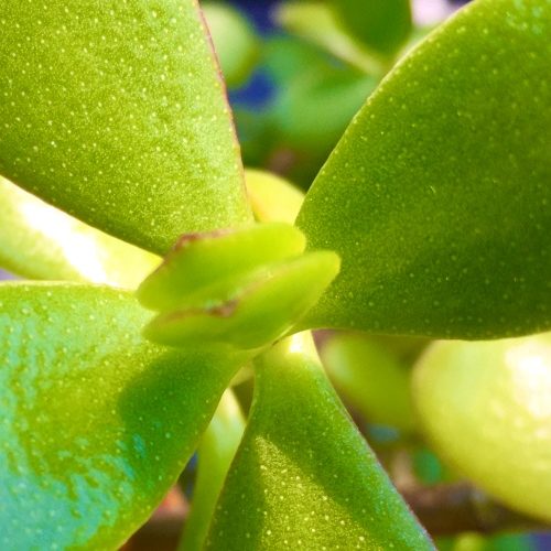 Crassula ovata Close Up Of Leaves