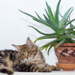 Are succulents poisonous to cats?