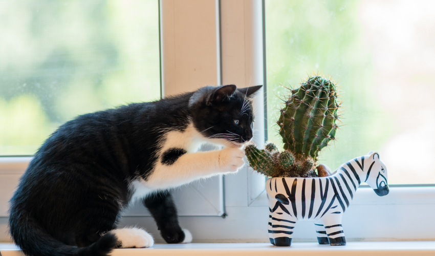 Are cactus poisonous to cats?