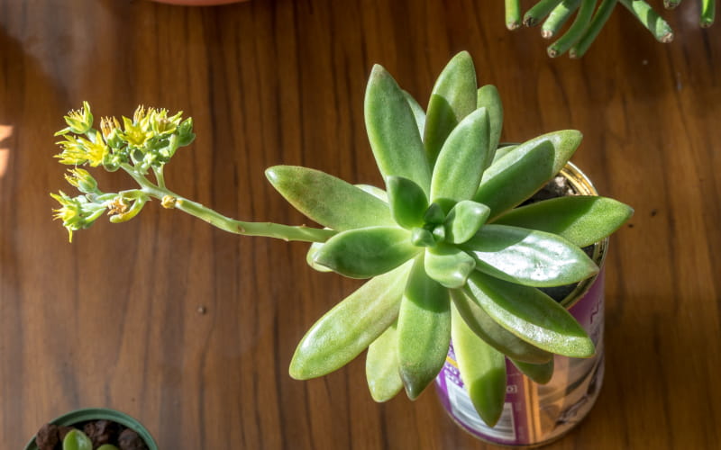 Graptosedum (Francesco Baldi) Flowers