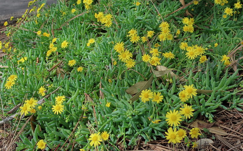 Othonna capensis Flowers