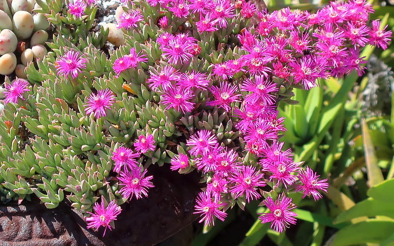 Creeping Shrubby Ice Plant Flowers