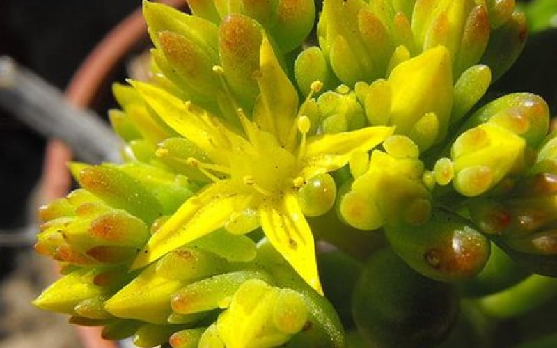 Jelly bean plant flowers