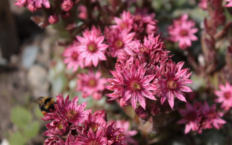 Cobweb Houseleek Flowers