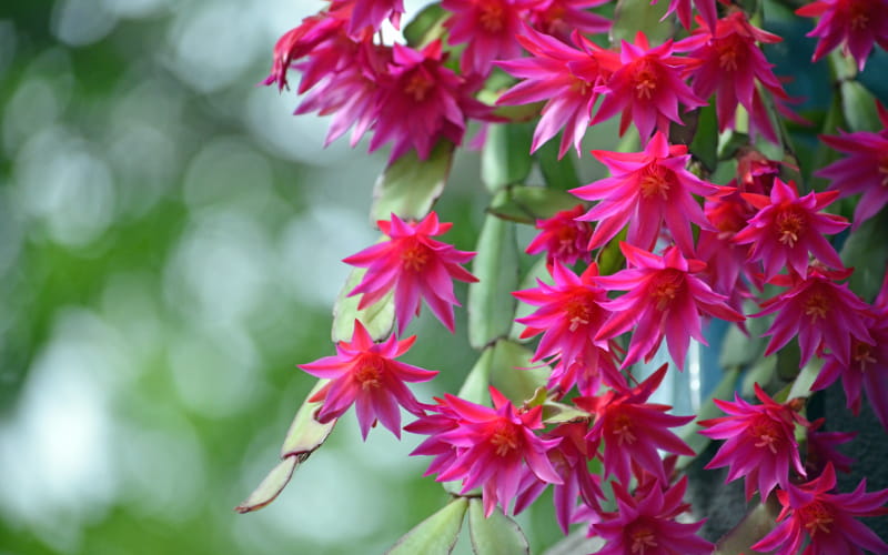 Easter Cactus Flowers