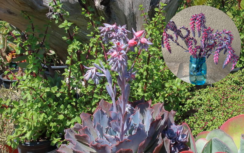 Echeveria Afterglow Flower Stalks