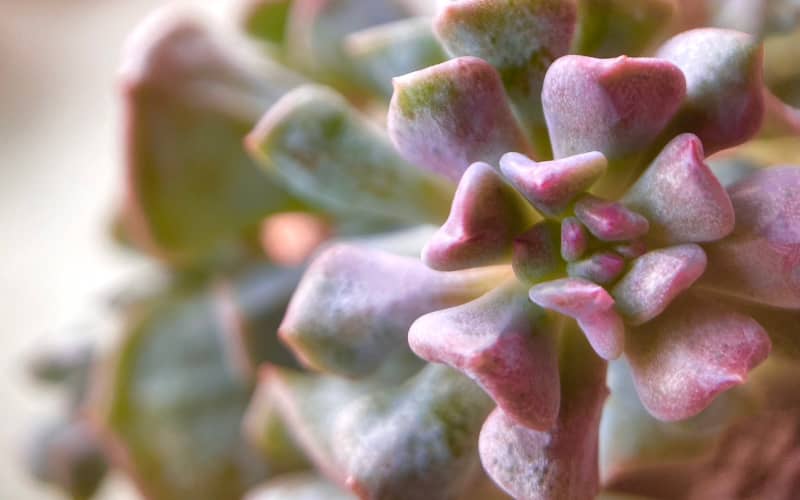 Echeveria safe for cats