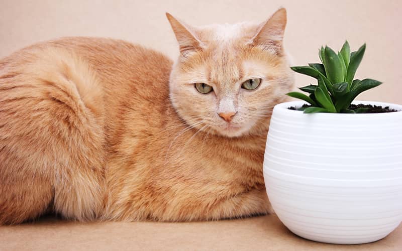 Haworthia non toxic for cats