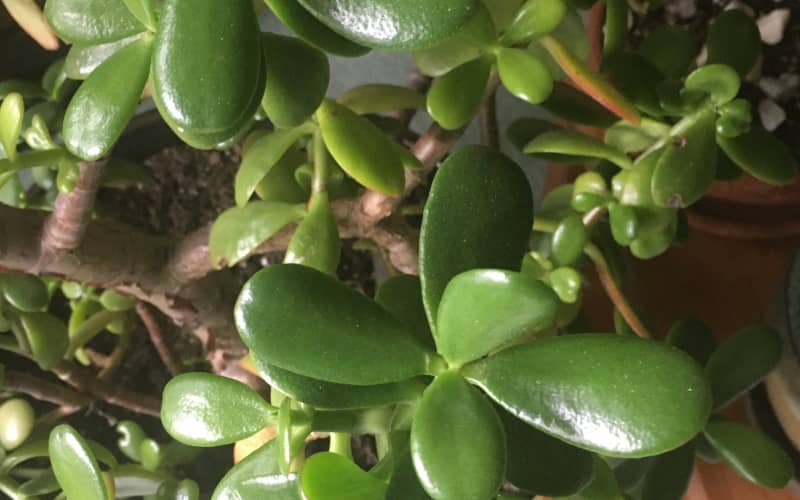 Jade plant is toxic to cats