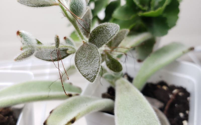 Succulent leaves changing due to cold weather
