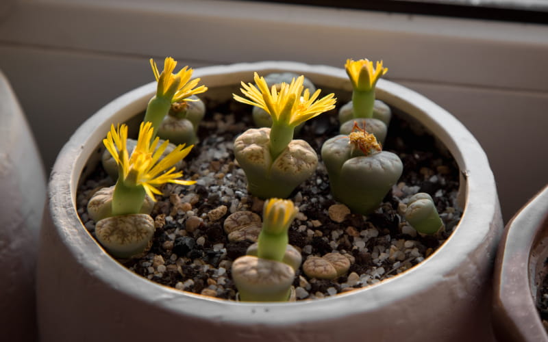 Lithops helmutii aka Living Stones with flowers