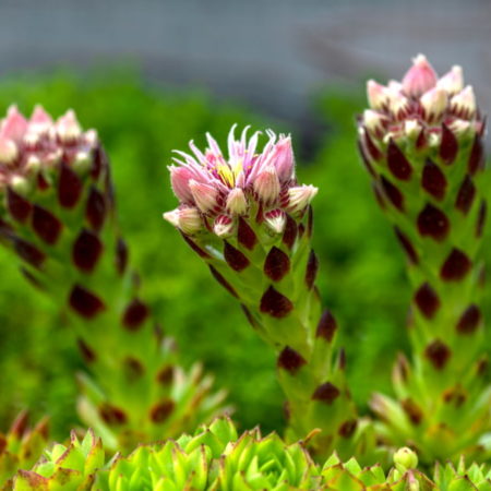 monocarpic succulents - is this a death bloom?
