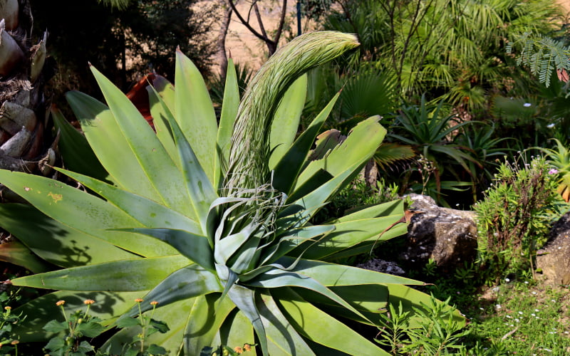 agave with forming death bloom