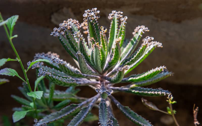 Mother of millions is toxic to cats