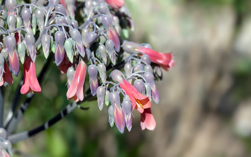 Mother of Thousands Flowers