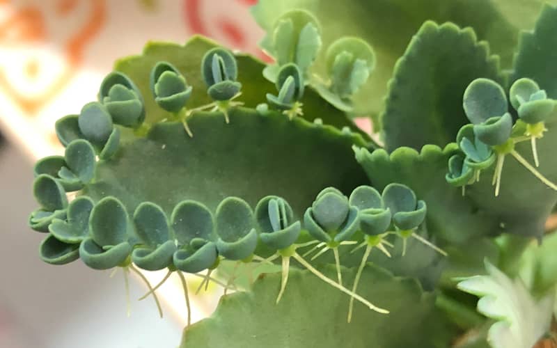 Mother of thousands is toxic to cats