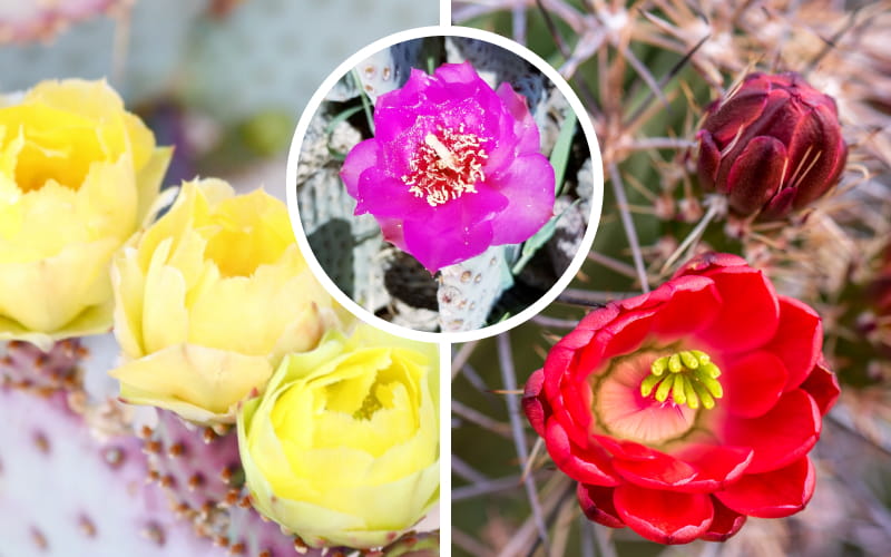 Prickly Pear Cactus Flower Colors